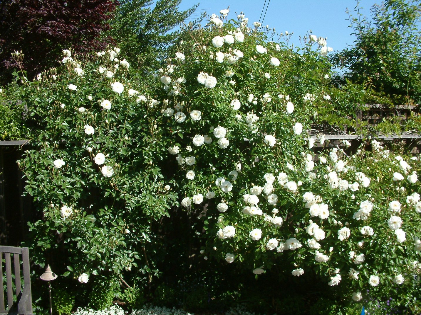 Rosa Iceberg (Floribunda Rose)
