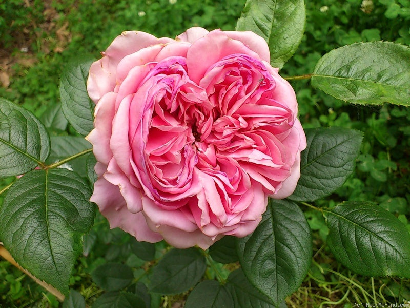 Rosa ‘Perfyoom’ (Bush Rose)