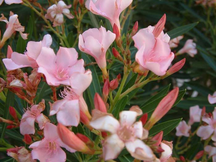 Nerium oleander 'Mrs Roeding' (Mrs Roeding Oleander)