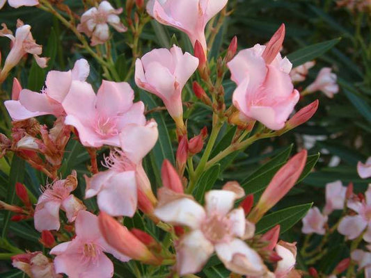 Nerium oleander 'Mrs Roeding' (Mrs Roeding Oleander)