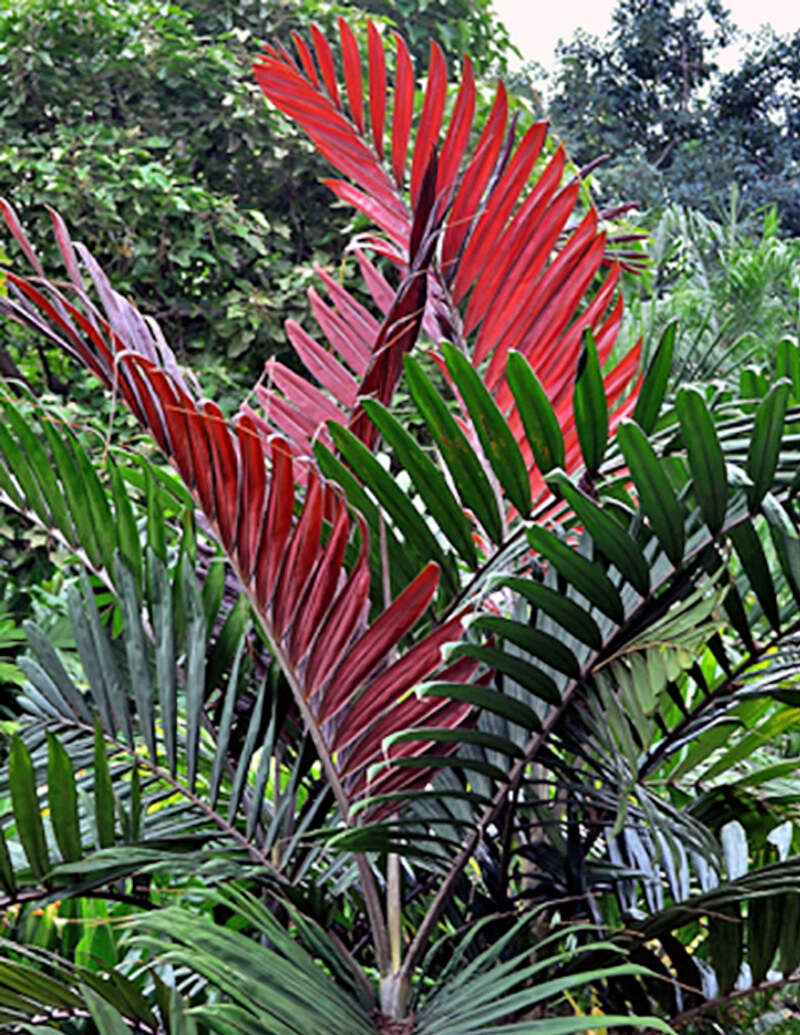 Chambeyronia Macrocarpa (Flame Thrower Palm)