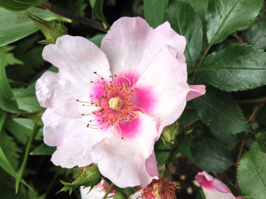 Rosa ‘Bright as a Button’ (Persica Rose)