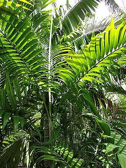 Dypsis pembana (syn. Chrysalidocarpus pembana) – Pemba Palm