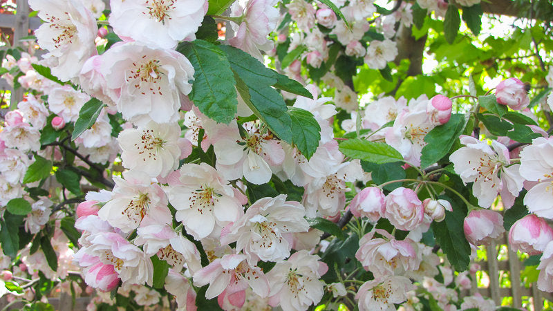 Malus Ioensis ‘Plena’ (Bechtel Crab Apple)