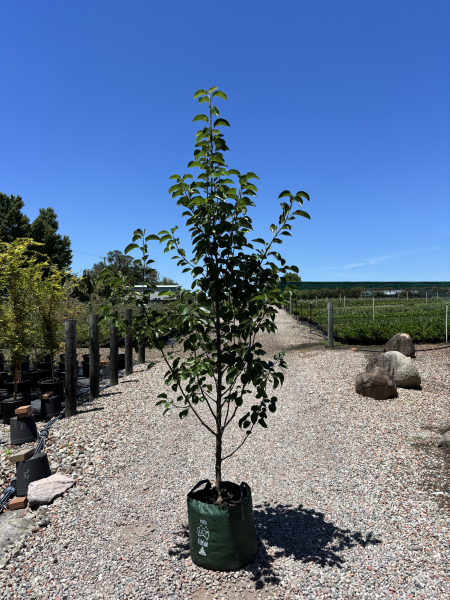 Pyrus Calleryana 'Chanticleer' (Chanticleer Ornamental Pear)