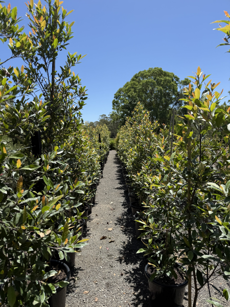 Elaeocarpus Reticulatus (Blueberry Ash)