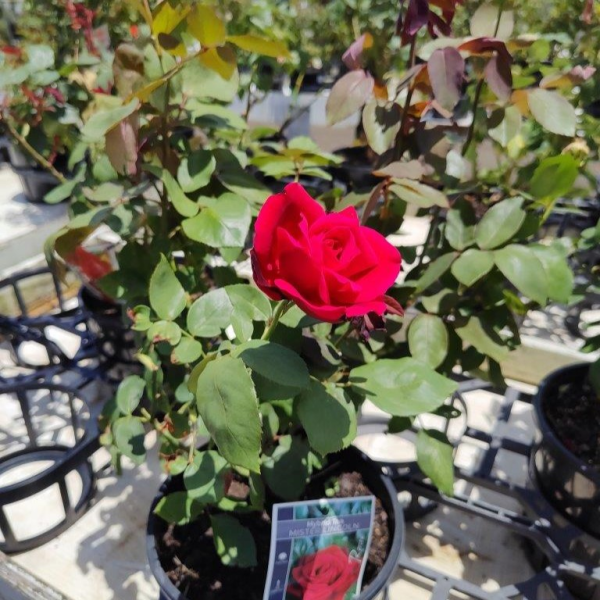 Rosa 'Mr Lincoln' (Mr Lincoln Hybrid Tea Rose)