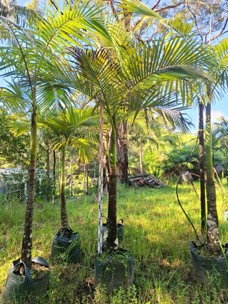 Archontophoenix Alexandrae (King Palm)