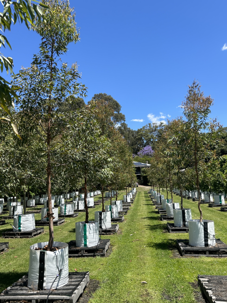 Angophora Costata (Sydney Red Gum)