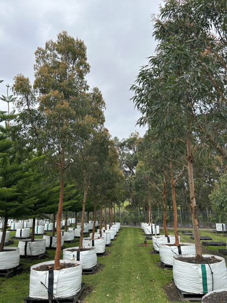 Angophora Costata (Sydney Red Gum)