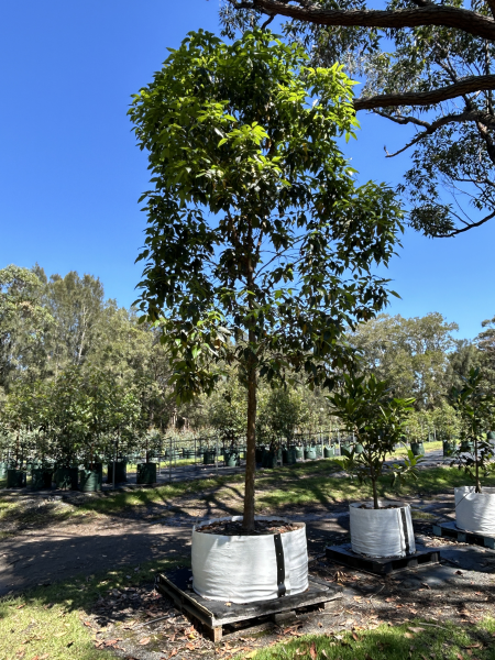 QLD Brush Box – Fast-Growing Tree with Unique Salmon-Coloured Bark ...