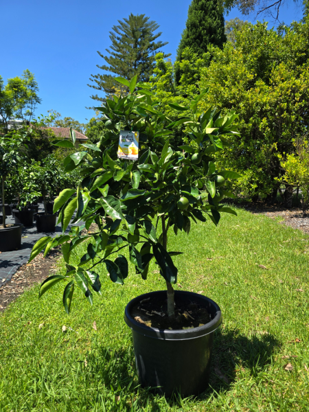 Citrus Sinensis ‘Valencia Seedless’ (Orange) Grafted