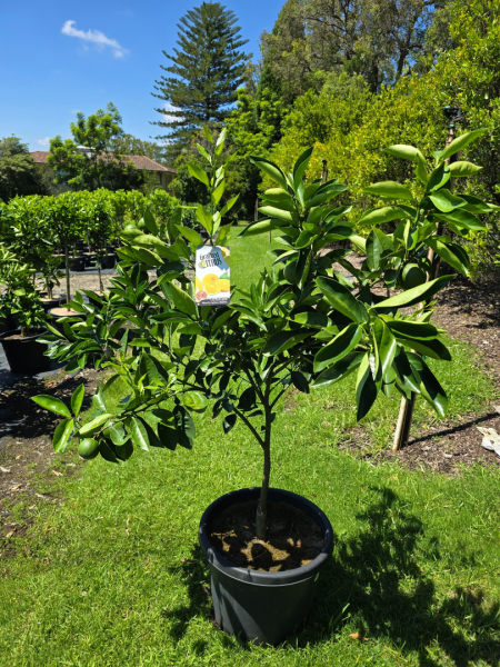 Citrus Sinensis ‘Washington Navel’ (Orange) Grafted