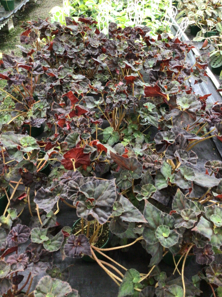 Begonia ‘Copper Sunset’ (Copper Sunset Begonia)
