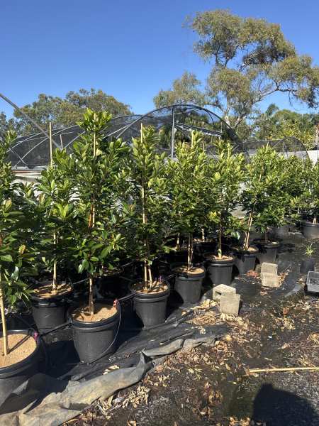 Tristaniopsis Laurina (Luscious®)