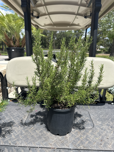 Rosmarinus Officinalis 'Rosemary - Common'