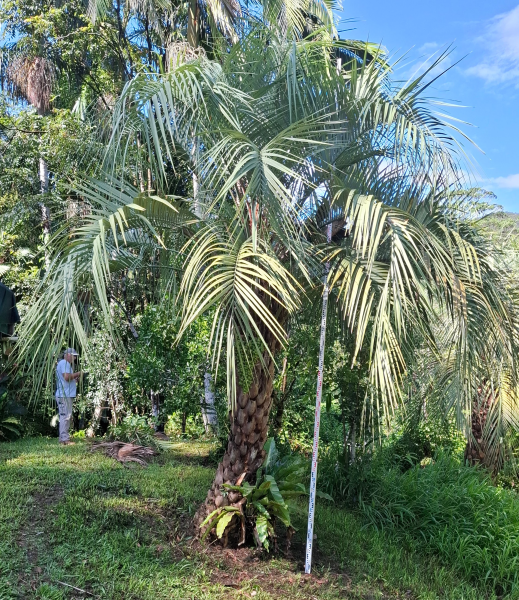 Butia Capitata (Jelly Palm / Pindo Palm)