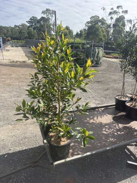 Elaeocarpus Reticulatus Prima Donna (Blueberry Ash Prima Donna)