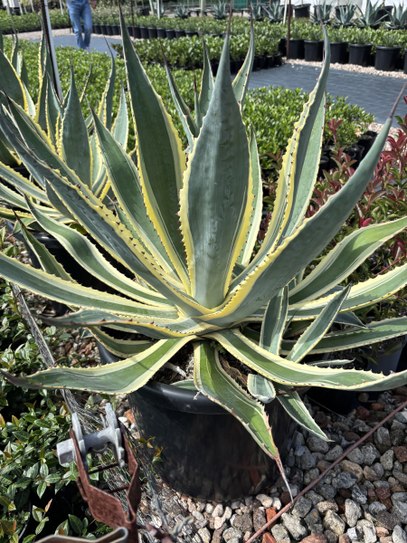 Agave americana 'Marginata' – Variegated Century Plant