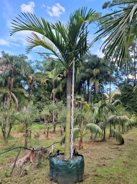 Dypsis pembana (syn. Chrysalidocarpus pembana) – Pemba Palm