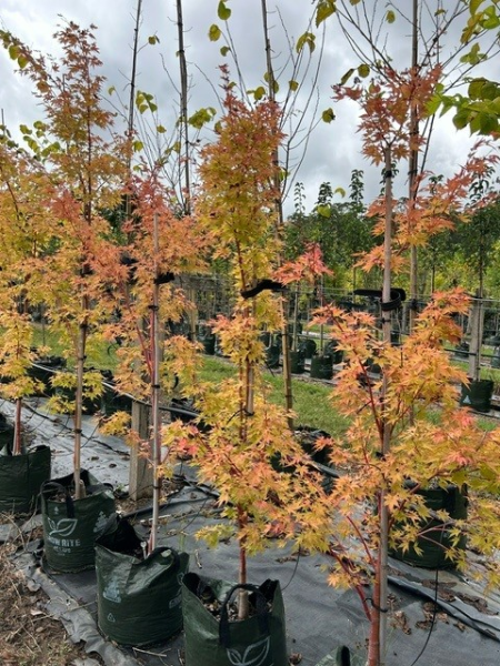 Acer palmatum 'Senkaki' (Coral Bark Maple)