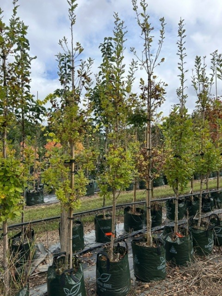 Quercus Robur (English Oak)