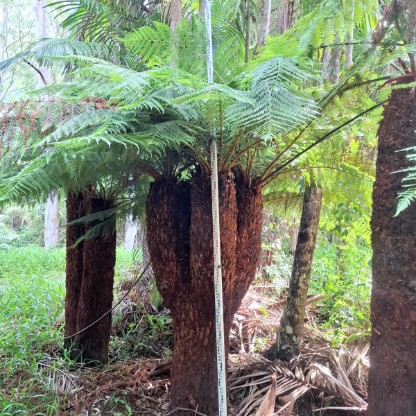 Dicksonia Antarctica Multi (Multi Planted Soft Tree Fern)