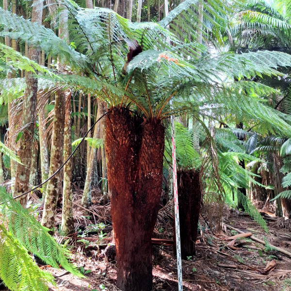 Dicksonia Antarctica Multi (Multi Planted Soft Tree Fern)