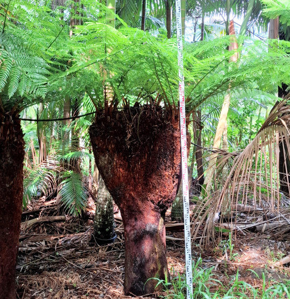 Dicksonia Antarctica Multi (Multi Planted Soft Tree Fern)