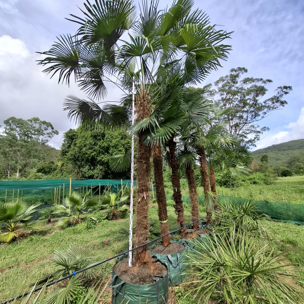 Trachycarpus Fortunei (Windmill Palm / Chusan Palm)