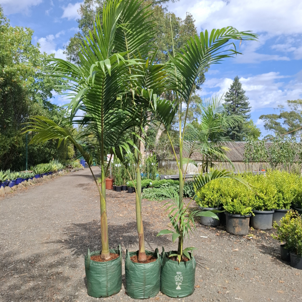 Archontophoenix Cunninghamiana (Bangalow Palm)