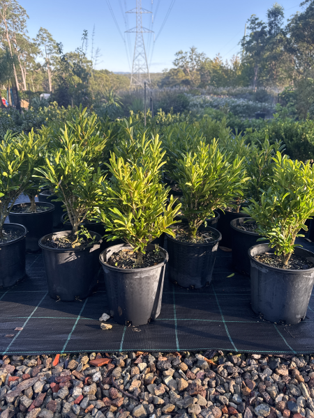 Buxus Bodinieri (Shaggy Box)
