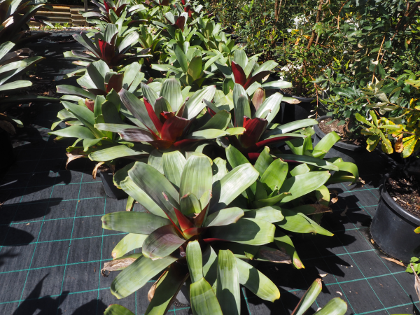 Alcantarea Imperialis 'Silver Plum' (Bromeliad)