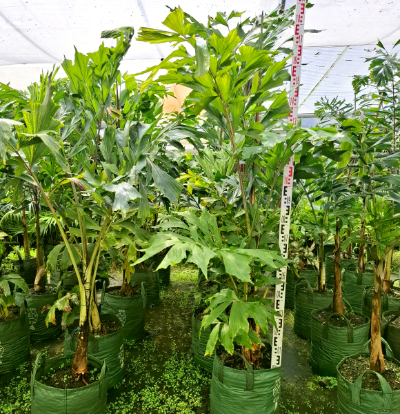 Caryota Mitis (Fishtail Palm)
