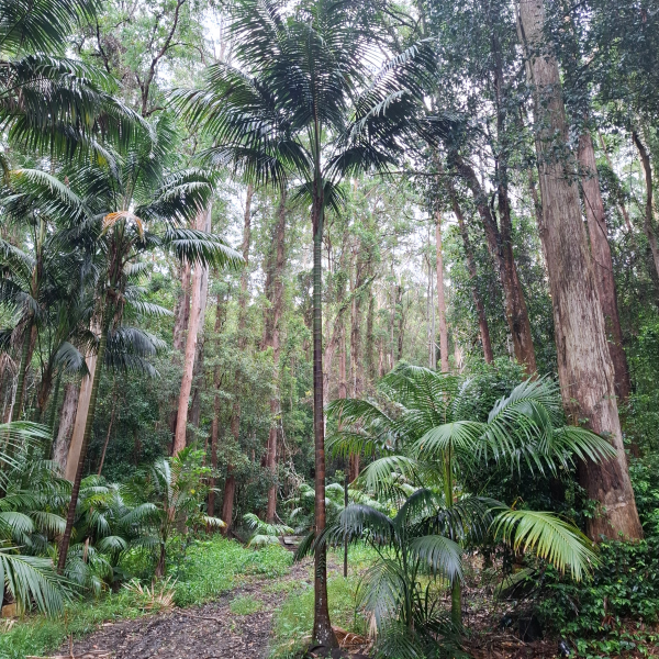 Howea Forsteriana (Kentia Palm)