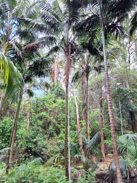 Howea Forsteriana (Kentia Palm)