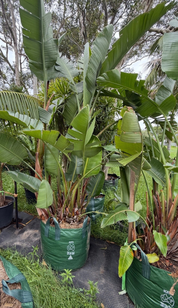 Strelitzia Nicolai (Giant Bird of Paradise)