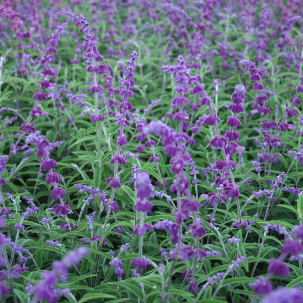 Salvia Leucantha ‘Santa Barbara’