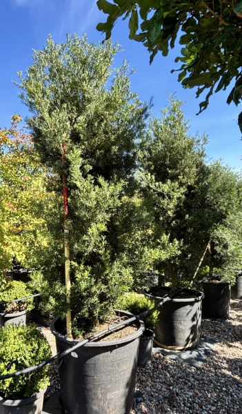 Afrocarpus Falcatus (Podocarpus)