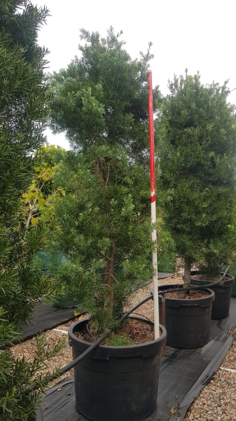 Afrocarpus Falcatus (Podocarpus)