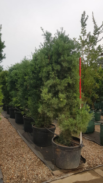 Afrocarpus Falcatus (Podocarpus)