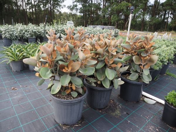 Kalanchoe 'Copper Spoons'