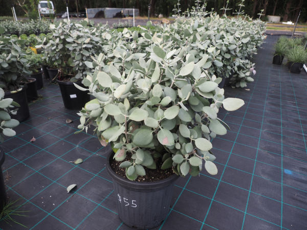 Kalanchoe Hildebrandtii (Silver Spoon)