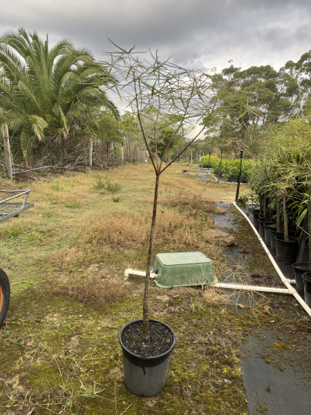 Brachychiton Rupestris (Queensland Bottle Tree)