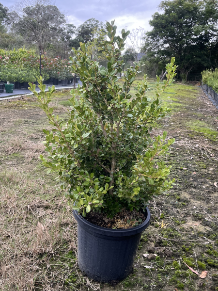 Buxus Microphylla Japonica (Japanese Box)