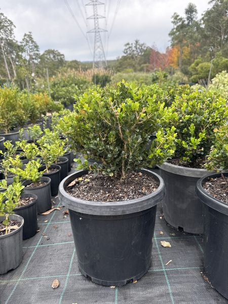 Buxus Microphylla ‘Faulkner’ (Faulkner Japanese Box Topiary Balls)