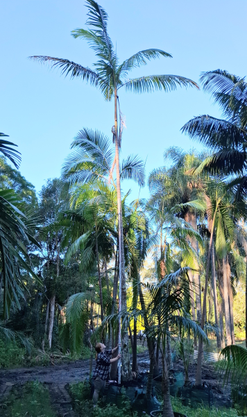 Archontophoenix Cunninghamiana (Bangalow Palm)