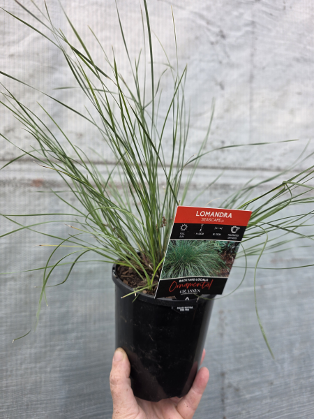 Lomandra Confertifolia 'Seascape'