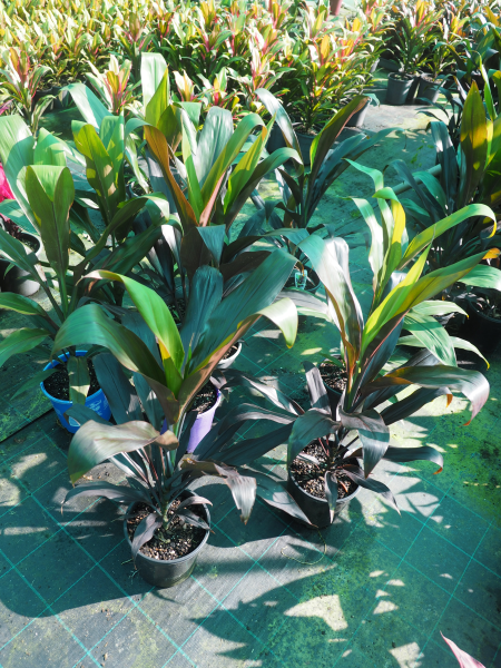 Cordyline Fruticosa (Negra)