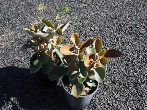 Kalanchoe 'Copper Spoons'